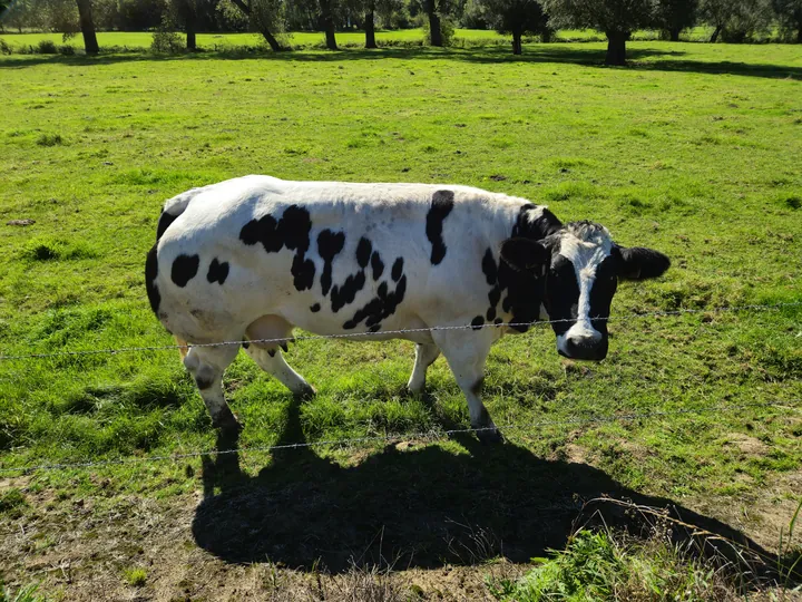 Rhodesgoed cycling and walking 2-day, Izegem (Belgium)